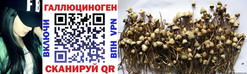 ссылка на мегу маркетплейс  Тюкалинск  Псилоцибиновые грибы Psilocybe 